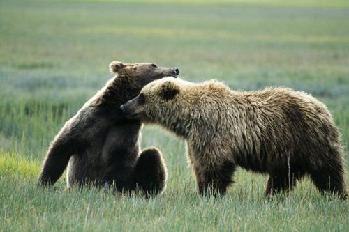 Bear Love